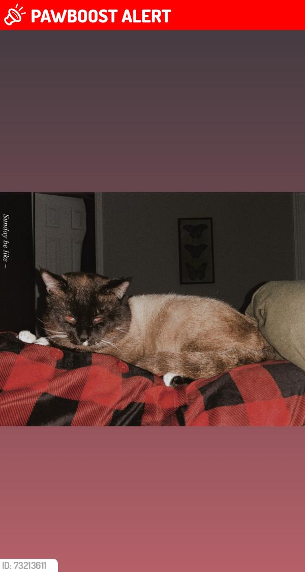 Lost Female Cat last seen Norris Avenue, North Myrtle Beach, SC 29582