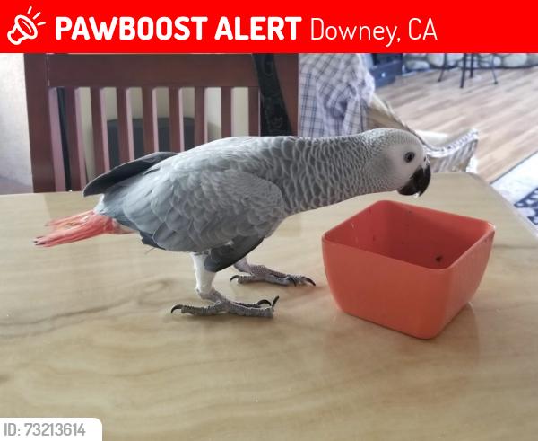 Lost Male Bird last seen Florence ave and Downey Sanford bridge rd, Downey, CA 90240