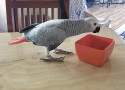 Lost Male Bird last seen Florence ave and Downey Sanford bridge rd, Downey, CA 90240