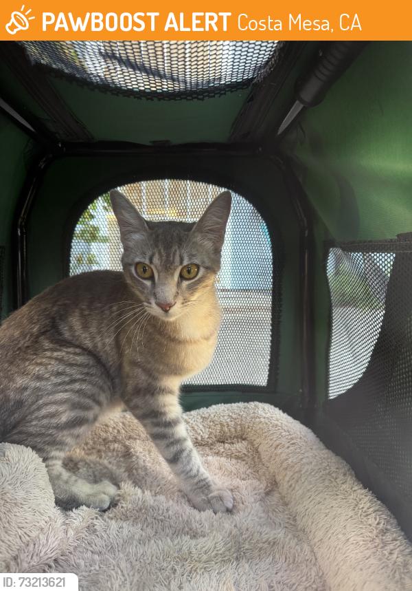Found/Stray Female Cat last seen College Park, Costa Mesa, CA 92626