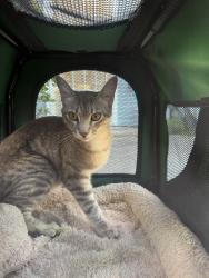Found/Stray Female Cat last seen College Park, Costa Mesa, CA 92626