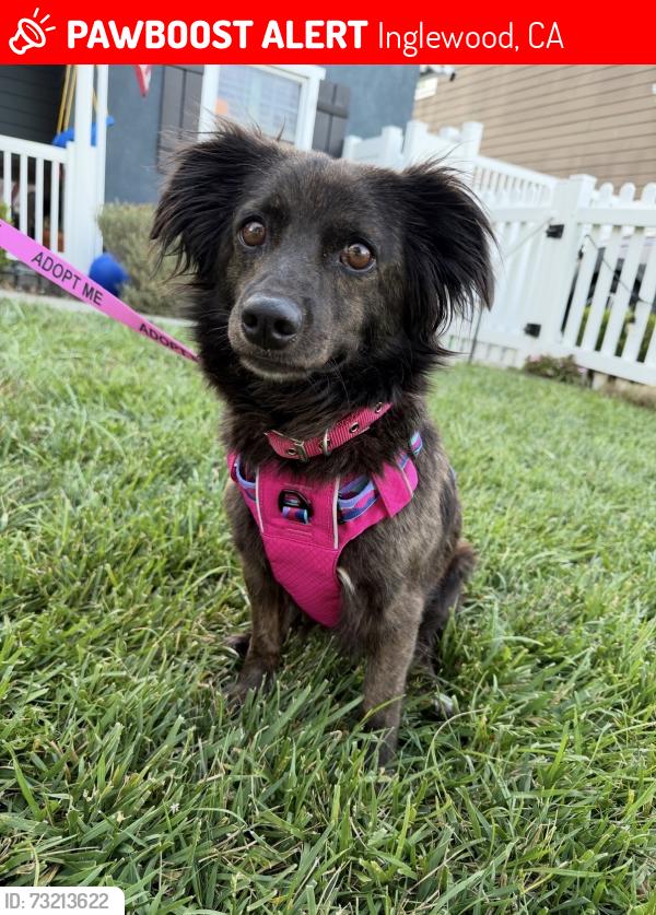Lost Female Dog last seen Near and Yukon, Inglewood, CA 90303