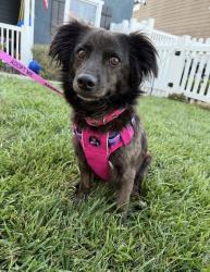 Lost Female Dog last seen Near and Yukon, Inglewood, CA 90303