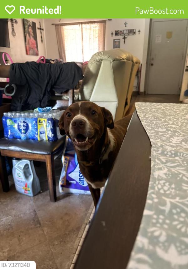 Reunited Male Dog last seen Toyota Field, San Antonio, TX 78233