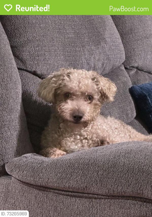 Reunited Male Dog last seen st. Cosmas of aitolia Orthodox church, Seabrook, MD 20706