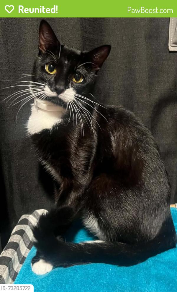 Reunited Male Cat last seen Crystal springs rd & lindsey dr, Fayetteville, NC 28305