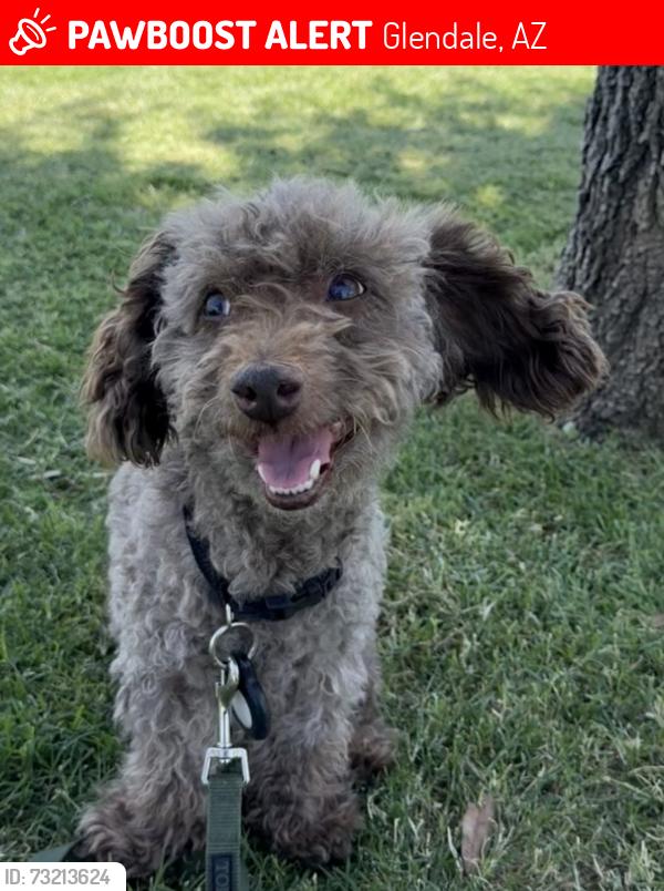 Lost Male Dog last seen Last seen on 67th & Maryland, Glendale, AZ 85301