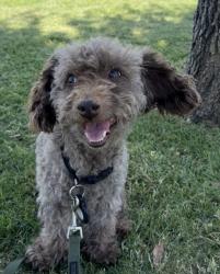 Lost Male Dog last seen Last seen on 67th & Maryland, Glendale, AZ 85301