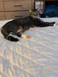 Reunited Male Cat last seen Port Angeles Library, Port Angeles, WA 98362