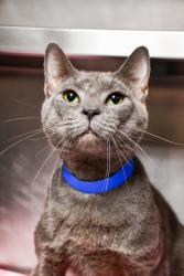 Shelter Stray Male Cat last seen Near 1305 sandy lane, Grandview, WA, 2405 W Birchfield Rd, Yakima, WA 98901, USA