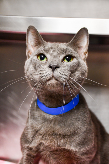 Shelter Stray Male Cat last seen Near 1305 sandy lane, Grandview, WA, 2405 W Birchfield Rd, Yakima, WA 98901, USA