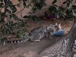 Found/Stray Unknown Cat last seen 37th St W & K-15, Lancaster, CA 93536