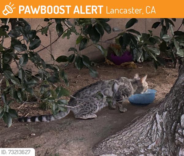 Found/Stray Unknown Cat last seen 37th St W & K-15, Lancaster, CA 93536