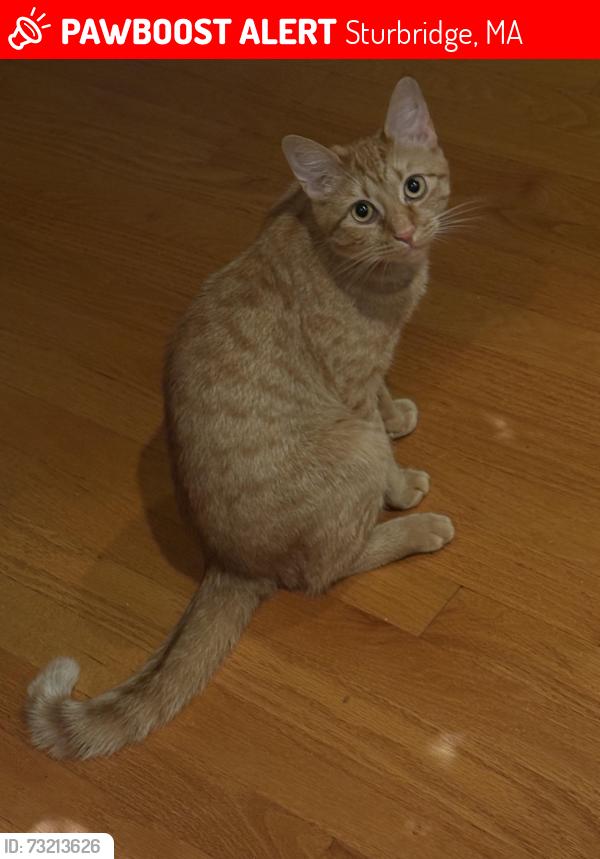 Lost Female Cat last seen KITTIN Woods near fiske hill, Sturbridge, MA 01566