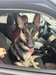Reunited Unknown Dog last seen HEB on W Olmos, San Antonio, TX 78212