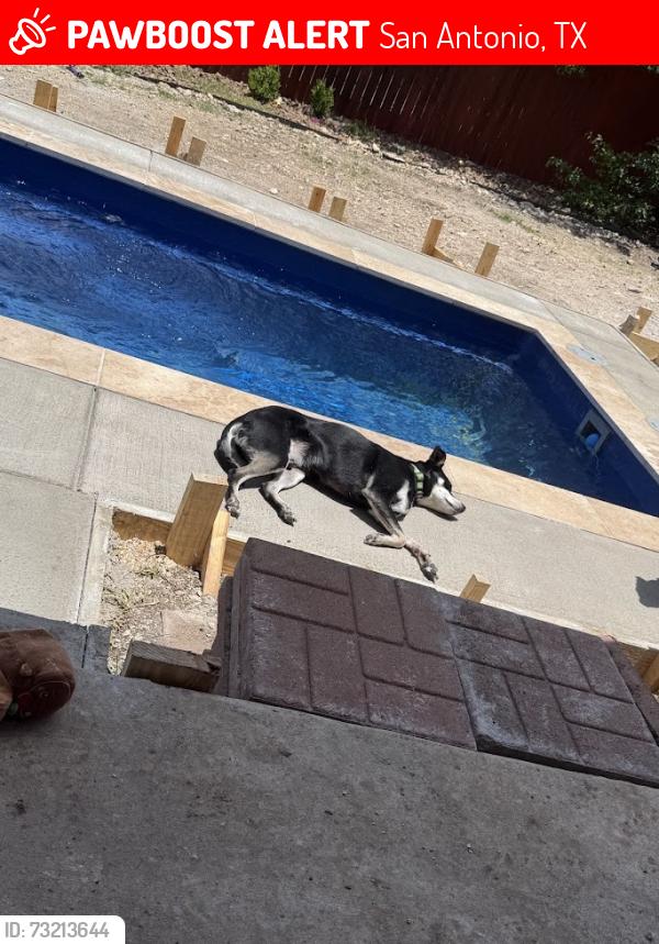 Lost Male Dog last seen Near Buckthorn Pass, San Antonio, TX 78261