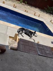 Lost Male Dog last seen Near Buckthorn Pass, San Antonio, TX 78261