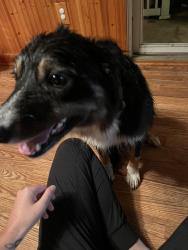 Reunited Female Dog last seen Near Tick Ridge rd Waynesboro pa 17268, Waynesboro, PA 17268