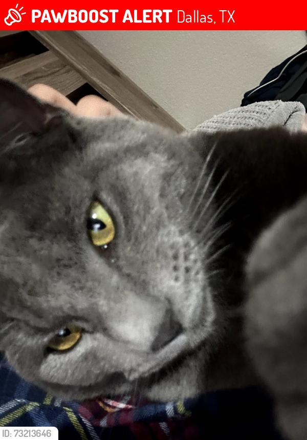 Lost Male Cat last seen Red bird ln, Dallas, TX 75236