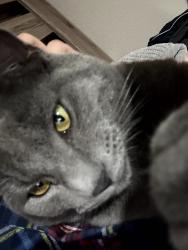 Lost Male Cat last seen Red bird ln, Dallas, TX 75236