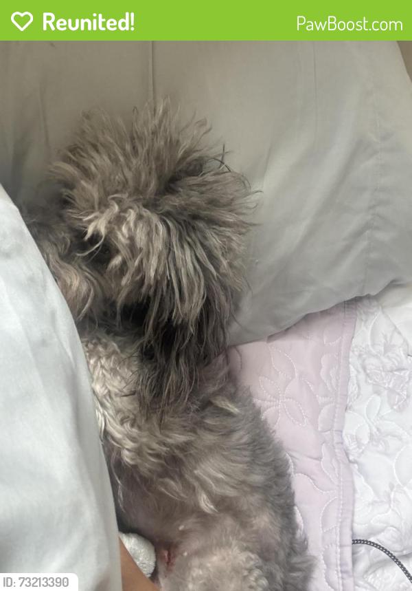 Reunited Female Dog last seen Near ketella avenue unit ten, Stanton, CA 90680