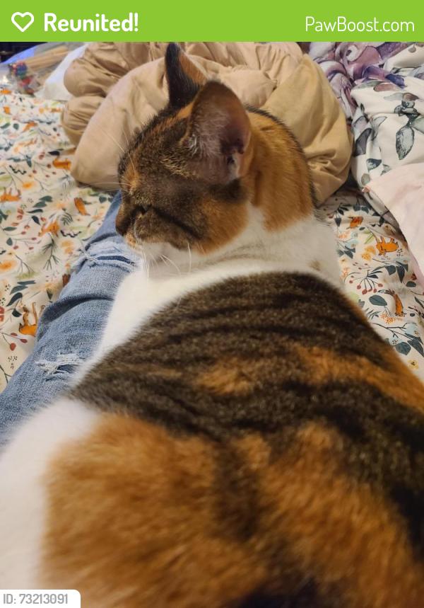 Reunited Female Cat last seen Grove Ave. and N. Harrison Street, two blocks east of Cabell Library, Richmond, VA 23220