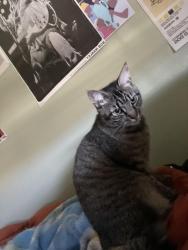 Lost Female Cat last seen Near Manning way, Palm City, San Diego 92154, San Diego, CA 92154
