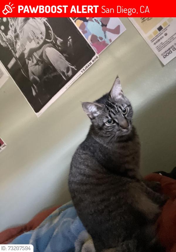 Lost Female Cat last seen Near Manning way, Palm City, San Diego 92154, San Diego, CA 92154