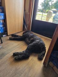Lost Female Dog last seen Dover rd/Crums lane, Louisville, KY 40216