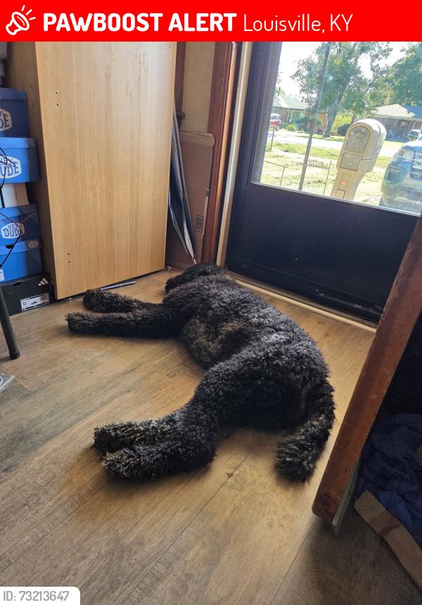 Lost Female Dog last seen Dover rd/Crums lane, Louisville, KY 40216