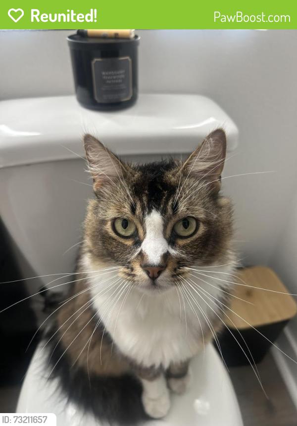 Reunited Male Cat last seen Near the resort pkwy building 27, Rancho Cucamonga, CA 91730