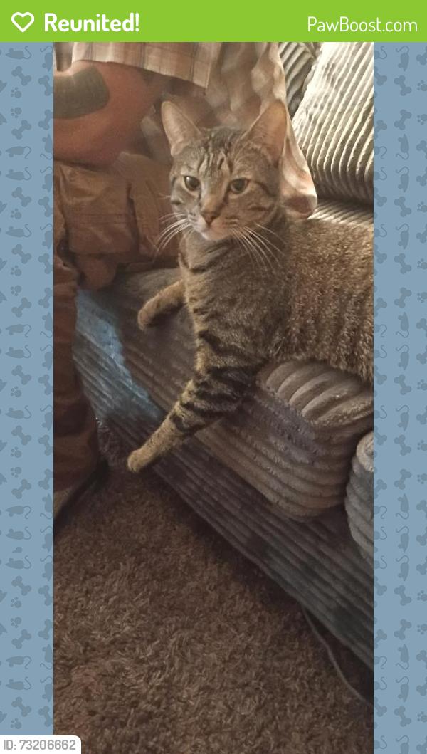 Reunited Male Cat last seen Yeoman Way, Citrus Heights, CA 95610, USA, Citrus Heights, CA 95610