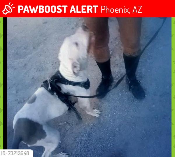 Lost Female Dog last seen 12th ave & Van Buren, Phoenix, AZ 85007