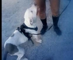 Lost Female Dog last seen 12th ave & Van Buren, Phoenix, AZ 85007