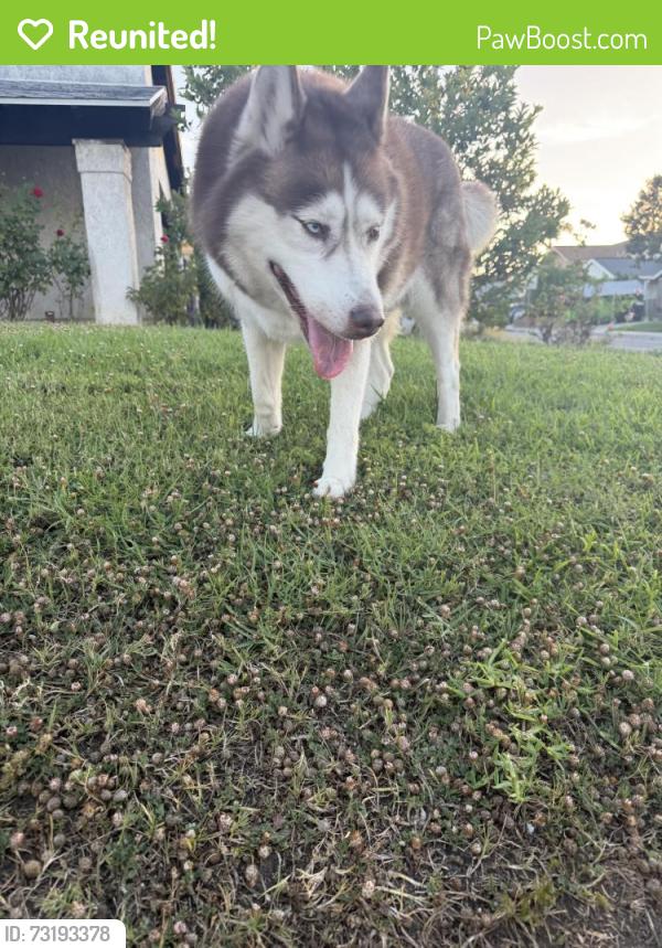 Reunited Male Dog last seen Hacienda Heights, CA, USA, Hacienda Heights, CA 91745