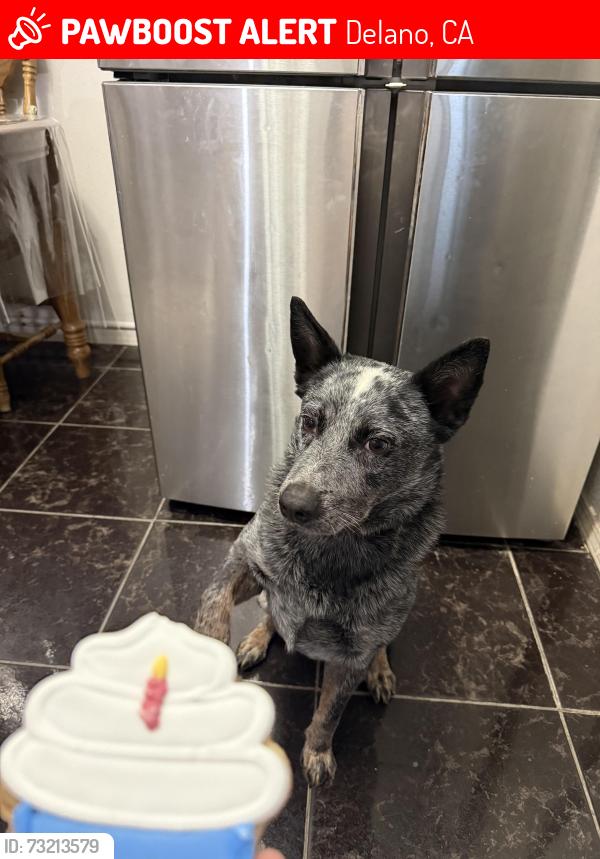Lost Male Dog last seen Quincy st and 13th ave Delano, Delano, CA 93215