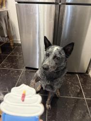 Lost Male Dog last seen Quincy st and 13th ave Delano, Delano, CA 93215