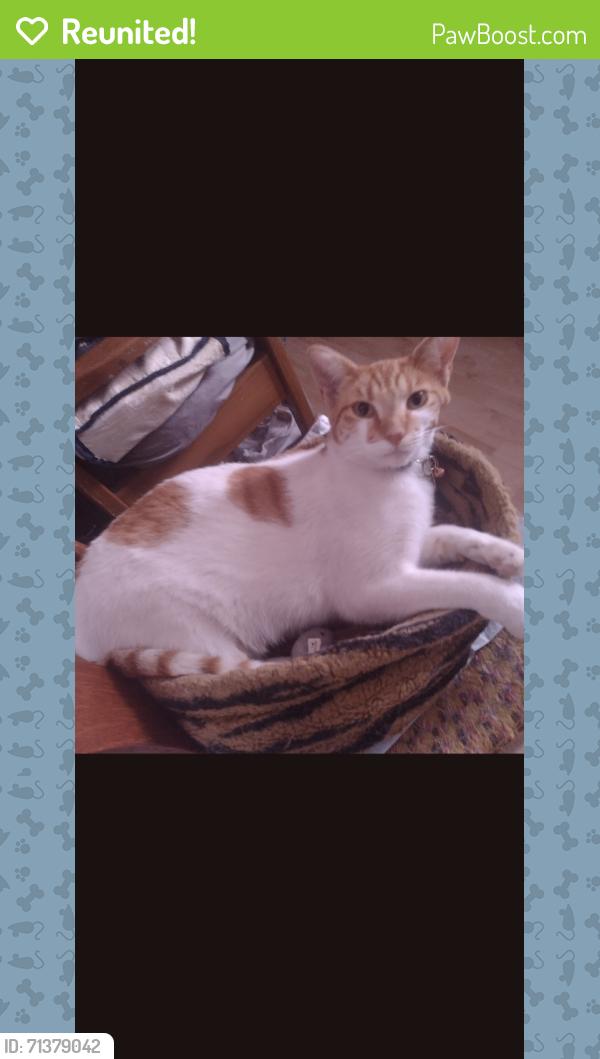 Reunited Female Cat last seen Irene Ct/Darlene St Fontana, Fontana, CA 92336