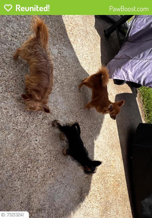 Reunited Male Dog last seen Buckeye glen, Kenswick, TX 77338