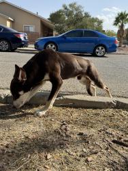 Found/Stray Male Dog last seen Santa Teresa, Santa Teresa, NM 88008