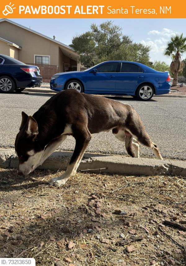 Found/Stray Male Dog last seen Santa Teresa, Santa Teresa, NM 88008