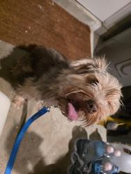 Reunited Male Dog last seen Rose Ct/Red Bud Cir, Palm Bay, FL 32907