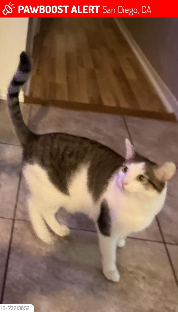 Lost Female Cat last seen Bacon street, San Diego, CA 92107