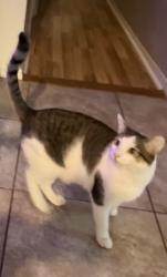 Lost Female Cat last seen Bacon street, San Diego, CA 92107