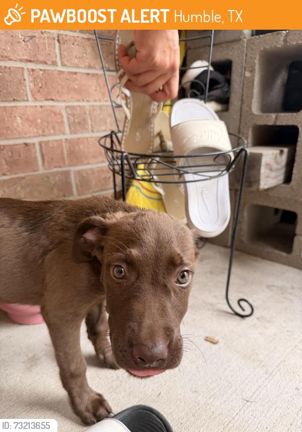 Found/Stray Female Dog last seen Atascocita, Humble, TX 77396
