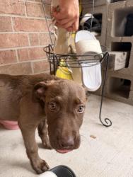 Found/Stray Female Dog last seen Atascocita, Humble, TX 77396