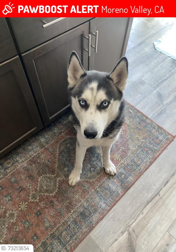 Lost Male Dog last seen Raptor Rd and Gentian, Moreno Valley, CA 92551