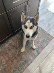 Lost Male Dog last seen Raptor Rd and Gentian, Moreno Valley, CA 92551