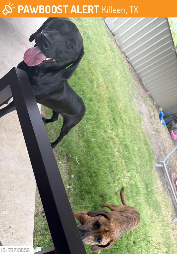 Found/Stray Female Dog last seen wesley dr, Killeen, TX 76549