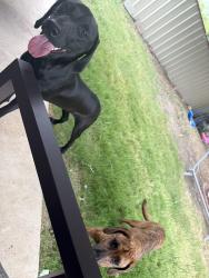 Found/Stray Female Dog last seen wesley dr, Killeen, TX 76549